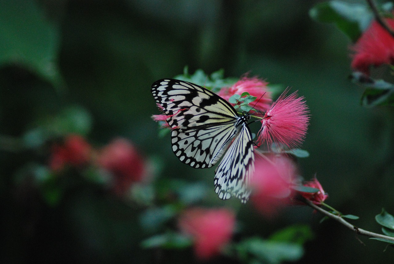 Best Plants for a Pollinator-Friendly Garden